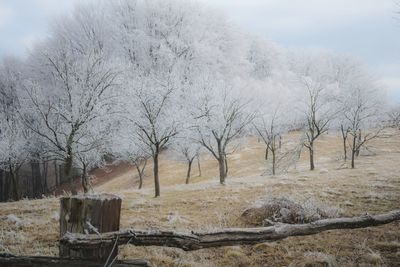 Bare trees against sky during winter