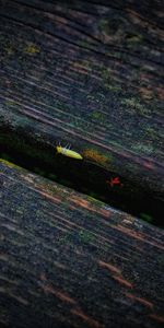 Full frame shot of insect on wood