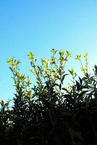Low angle view of plants against clear blue sky