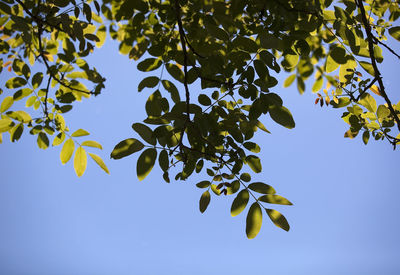 Low angle view of tree against clear sky