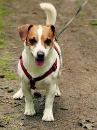 Close-up portrait of dog standing outdoors