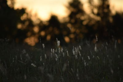 Close-up of plants growing on field