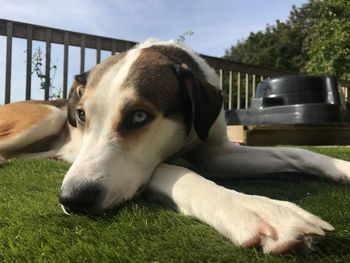 Close-up portrait of dog resting on grass