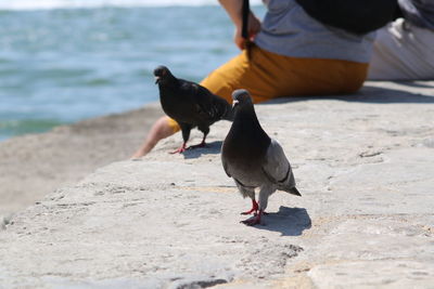 Close-up of hand on bird at beach