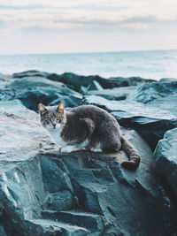Cat in a sea