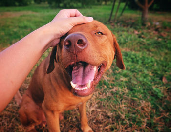 Close-up of a dog