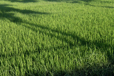 Full frame shot of corn field