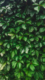 Full frame shot of green leaves