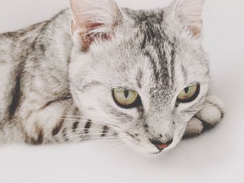 Close-up portrait of cat