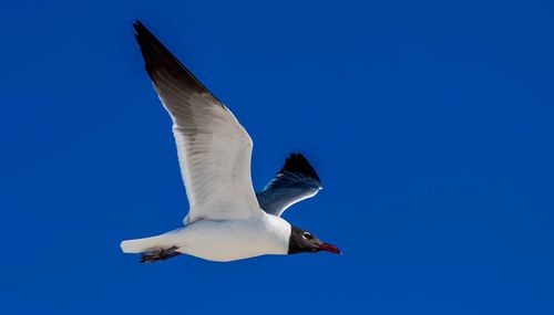 Low angle view of seagull flying