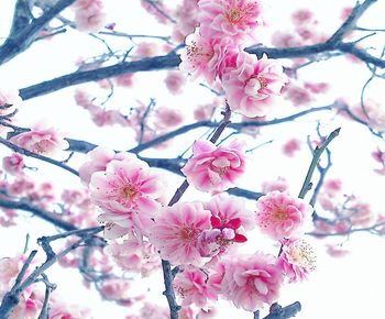 Close-up of cherry blossom