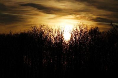 Low angle view of silhouette trees against sky during sunset