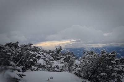 Snow covered plants against sky