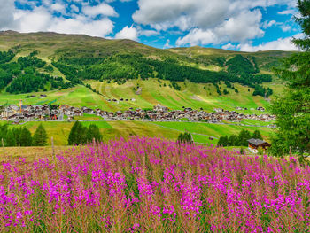 Scenic view of flowering plants on field against sky