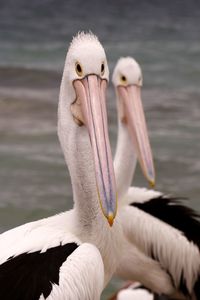 Close-up of pelican on lake