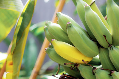 Raw and ripe bananas with sunlight in the farm.