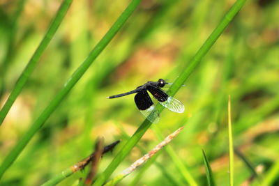 Close-up of insect on grass