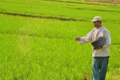 Farmer sprinkling seeds at rice paddy