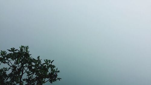 Low angle view of tree against clear sky