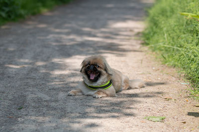 Portrait of a dog