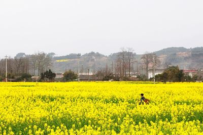 Scenic view of oilseed rape field against clear sky