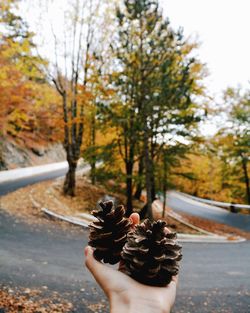 Cropped hand of person holding pine cones on road during autumn