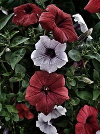 Close-up of red hibiscus blooming outdoors