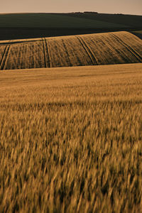 Wheat fields on a sunny evening in the south downs national park with shadows onthe hills