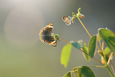 Close-up of butterfly on plant