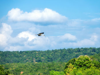 Bird flying in sky