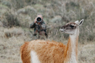 Guanaco standing by plants