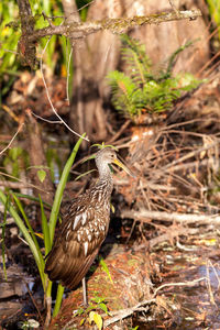 Limpkin wading bird aramus guarauna in the corkscrew swamp sanctuary of naples, florida