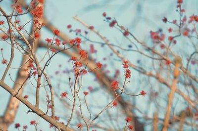 Low angle view of berries on tree