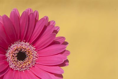 Close-up of pink flower over background