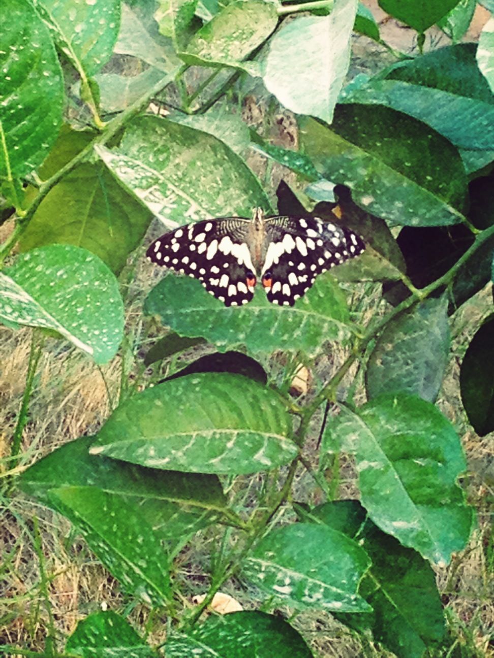 #Butterfly#butterflies