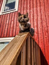 Cat sitting on a window of a house