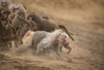 Close-up of baboons