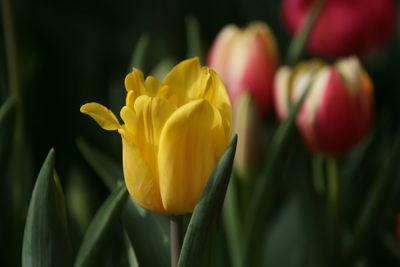 Close-up of yellow tulip