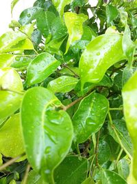 Close-up of water drops on plant