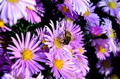 Close-up of bee pollinating on purple flower