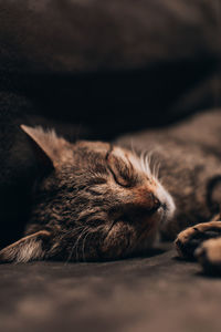 Sleeping cat on the couch. sleep and cozy nap time. home pet. cute funny cats at home.