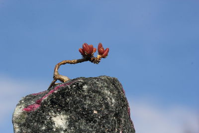 Low angle view of cactus against clear sky