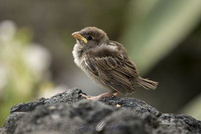 Close-up of bird perching on rock