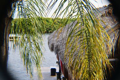 Close-up of palm trees against sky