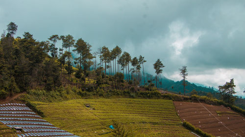 Panoramic shot of trees on field against sky