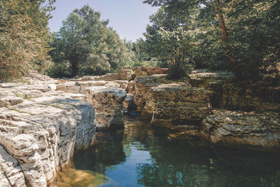 Scenic view of river in forest