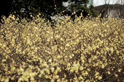 Close-up of flowering plants on field