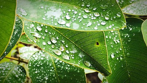 Close-up of wet plant leaves during rainy season