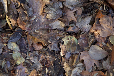 Full frame shot of autumn leaves