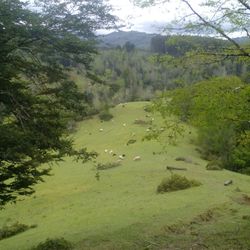 Scenic view of forest